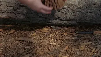 Ethnic Mari Fairy Tale “The Magic Mushroom”: finding it makes you truly happy