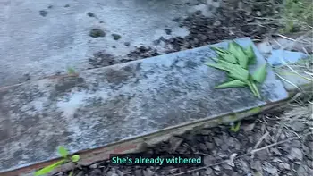 I caught my neighbors daughter, a graduate, drinking  and punished her with a bottle in her ass