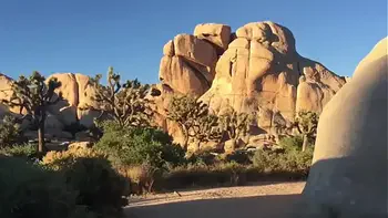 felicity feline rides motorcycle to joshua tree and plays outside