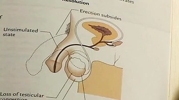 Double Penetration: Blowjob, Doggy  Cowgirl Porn