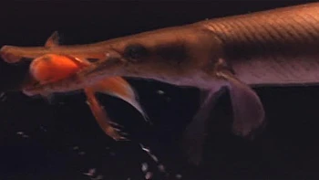 In the Realm of Sex 1977