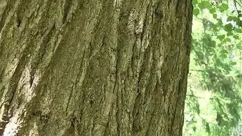 Lucy G Gets Naked And Has Fun In The Park